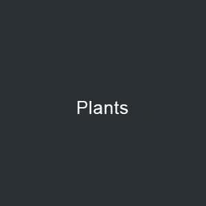 plants